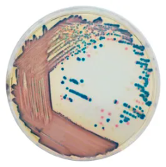 CHROMagar™ COL-APSE