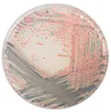 CHROMagar™ Staph aureus