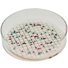 CHROMagar™ Liquid ECC