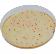 CHROMagar™ C. perfringens