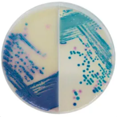 CHROMagar™ Mastitis