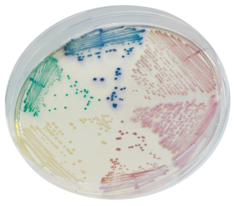 Chromogenic Chromagar™