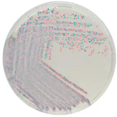 CHROMagar™ Staphylococcus