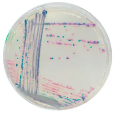 CHROMagar™ Streptococcus