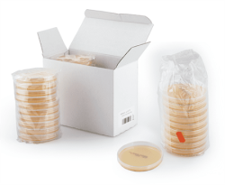 Kész szilárd táptalajok petricsészékben