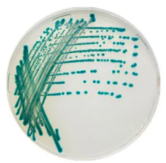CHROMagar Serratia