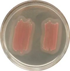 CHROMagar™ Identification Listeria
