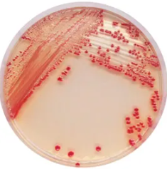 CHROMagar™ Acinetobacter