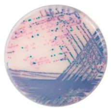 CHROMagar™ Salmonella Plus