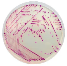 CHROMagar™ Pasteurella